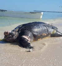 Tortuga gigante muere en las costas de Yucatán