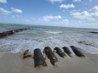 Mantienen vigilancia sanitaria en costa yucateca por marea roja