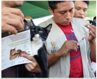 Anuncian campaña de esterilización de perros y gatos
