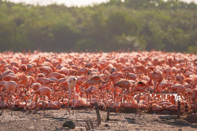 Miles de flamencos anidan en la costa norte de Yucatán