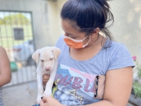 Perros rescatados en Chichén Itzá ya tienen nuevo hogar