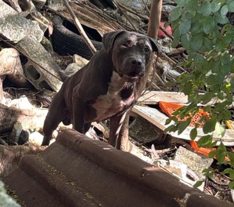 Pitbull impide presunto robo