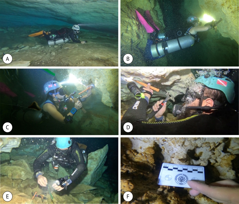 Descubren ejemplares fósiles de animales marinos, en la Península de Yucatán