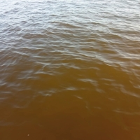 Monitorean marea roja en la costa oriente de Yucatán