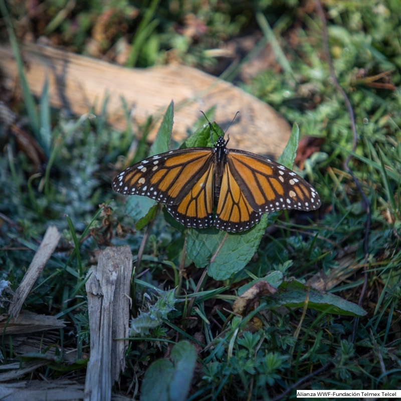 Aumenta 35% presencia de mariposa monarca en bosques mexicanos