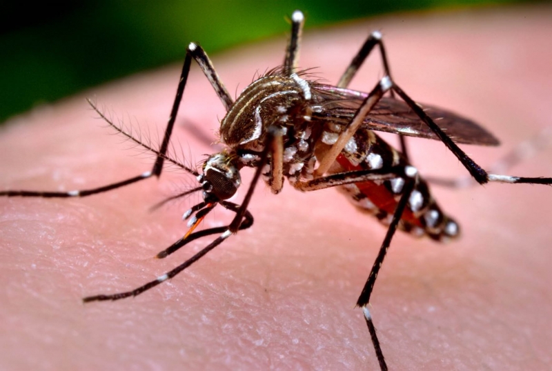 Epidemia de dengue es analizada con modelo matemático