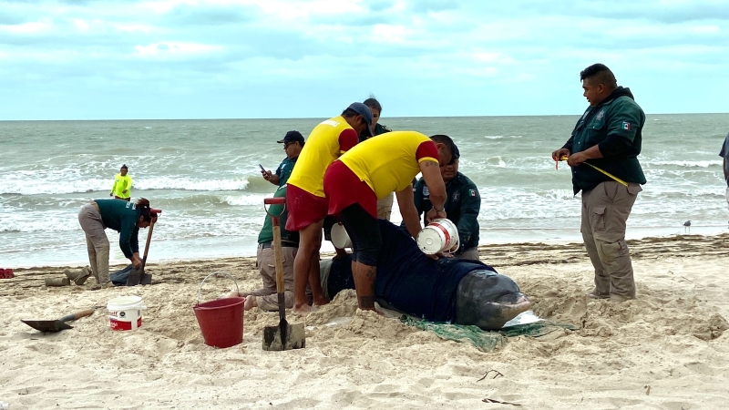 Delfín recala con vida en playas de Progreso