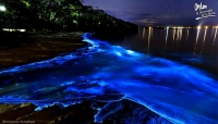 Confinamiento provoca mayor bioluminiscencia en costas mexicanas